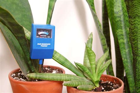 snake plant moisture meter level|how often to water snake plant.